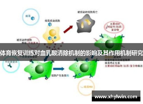 体育恢复训练对血乳酸清除机制的影响及其作用机制研究