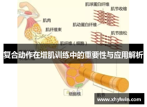 复合动作在增肌训练中的重要性与应用解析